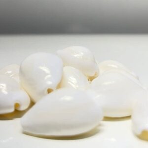 4OUR FAITH Natural White Cowrie Shells, 11 Pieces